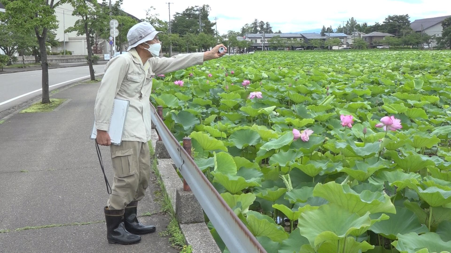 今年は少ない…？高田城址公園でハスの花数調査始まる