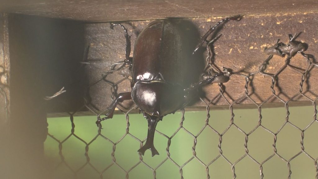 ポポラあてまの生き物展カブトムシ