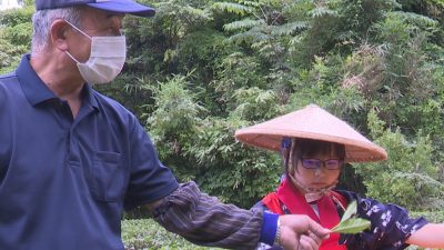 両津吉井小児童が茶摘み体験／佐渡テレビジョン