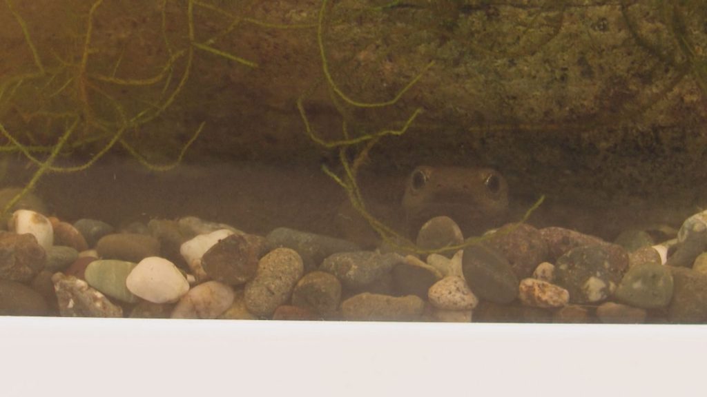 ポポラあてまの生き物展ﾔﾓﾘ