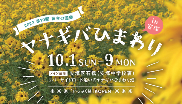「黄金の回廊 ヤナギバひまわりin安塚」見頃はこれから 10月8日(日)にはコンサートも♪
