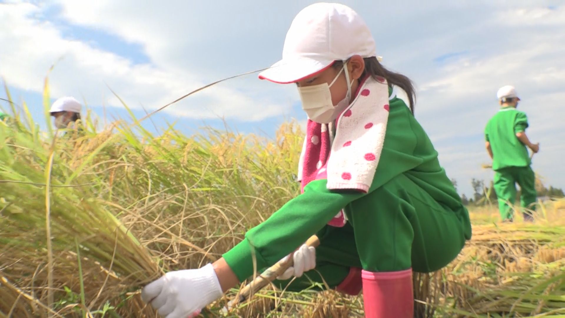 戸野目小5年生がコシヒカリの稲刈り