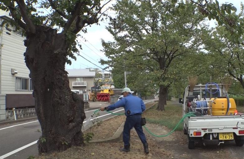 サクラの木にも水不足が影響 あすからの雨に期待