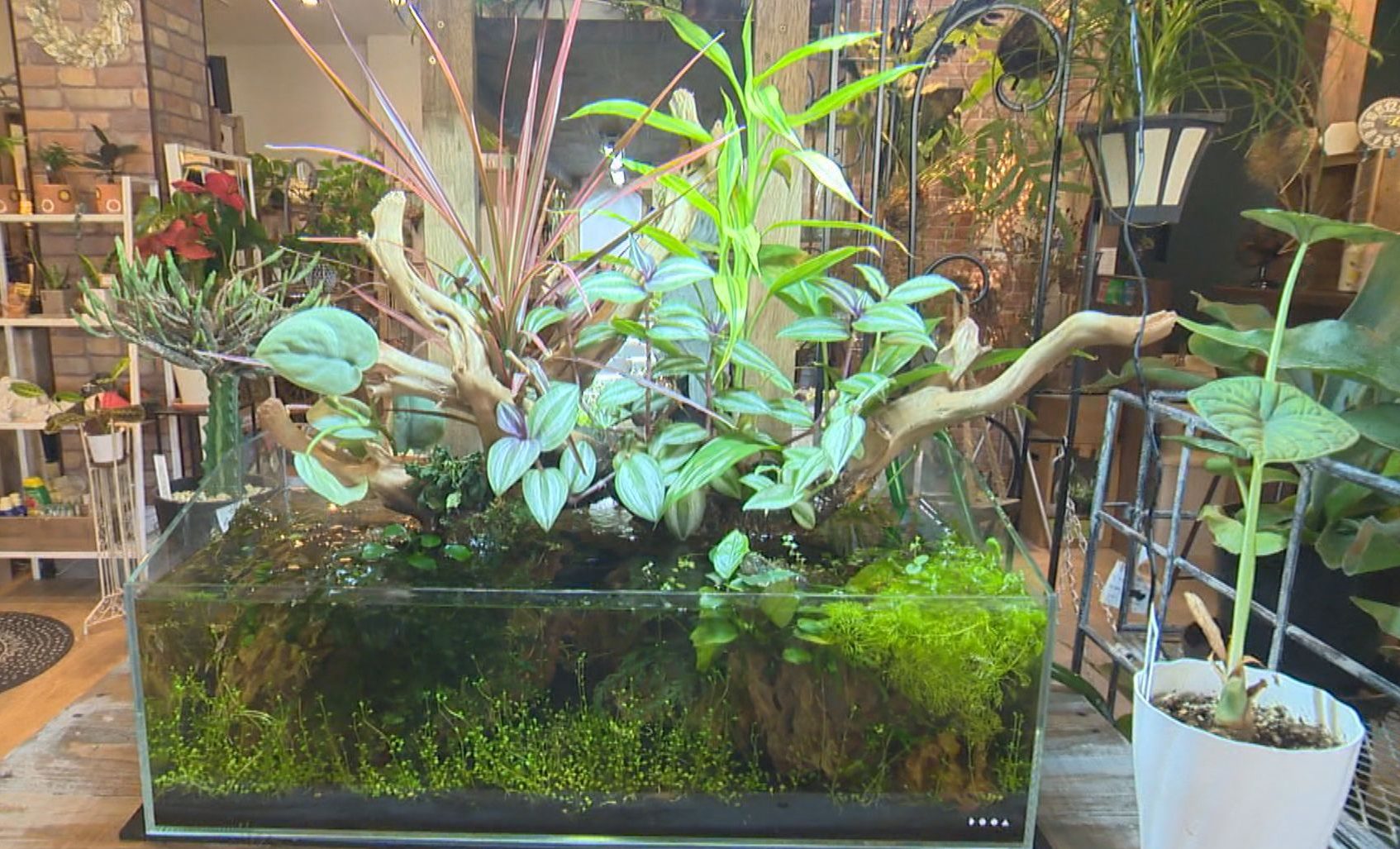 水槽内に作り出す自然風景 「風花」