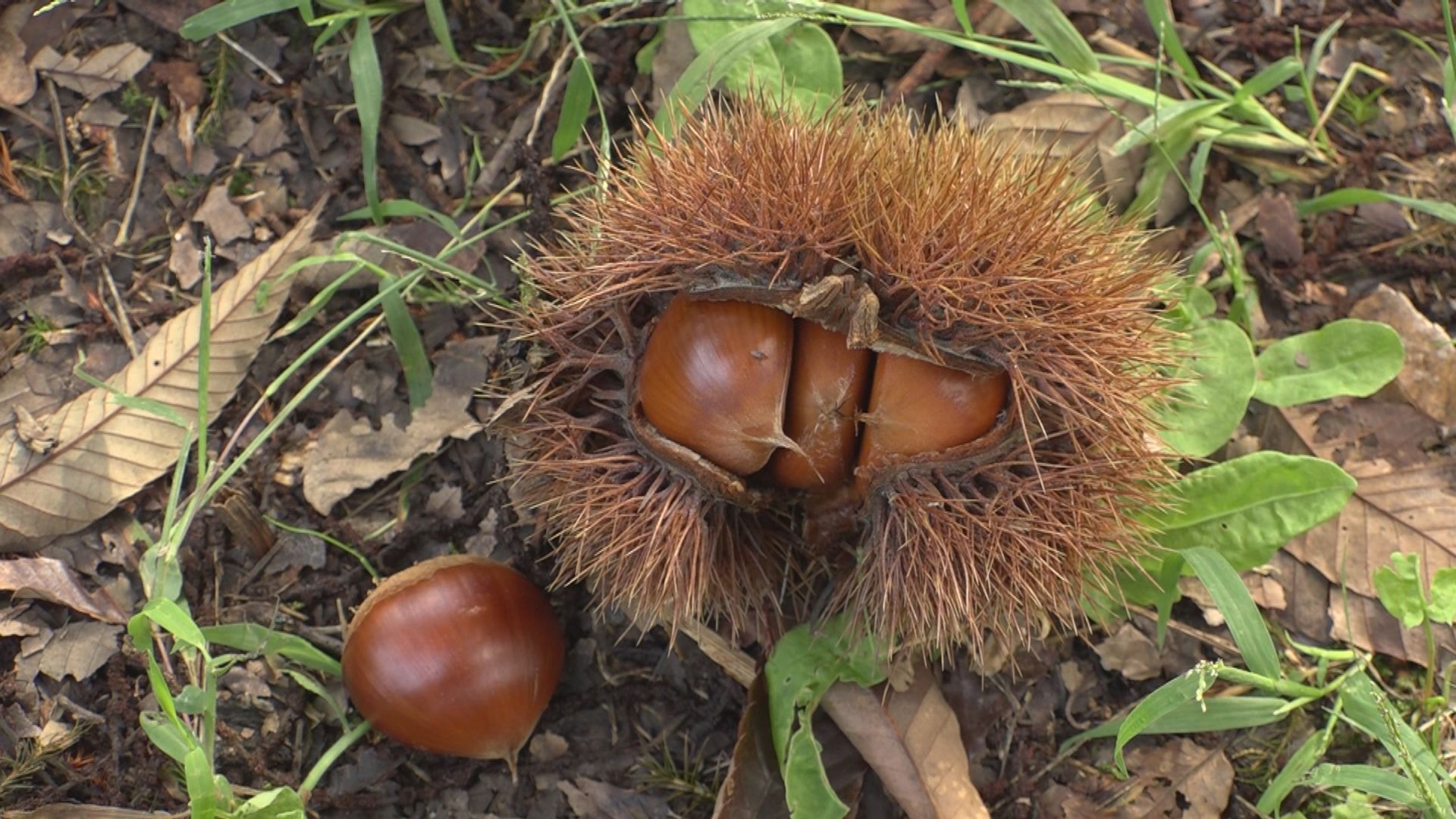 秋の味覚 桑取地区でクリの収穫ピーク