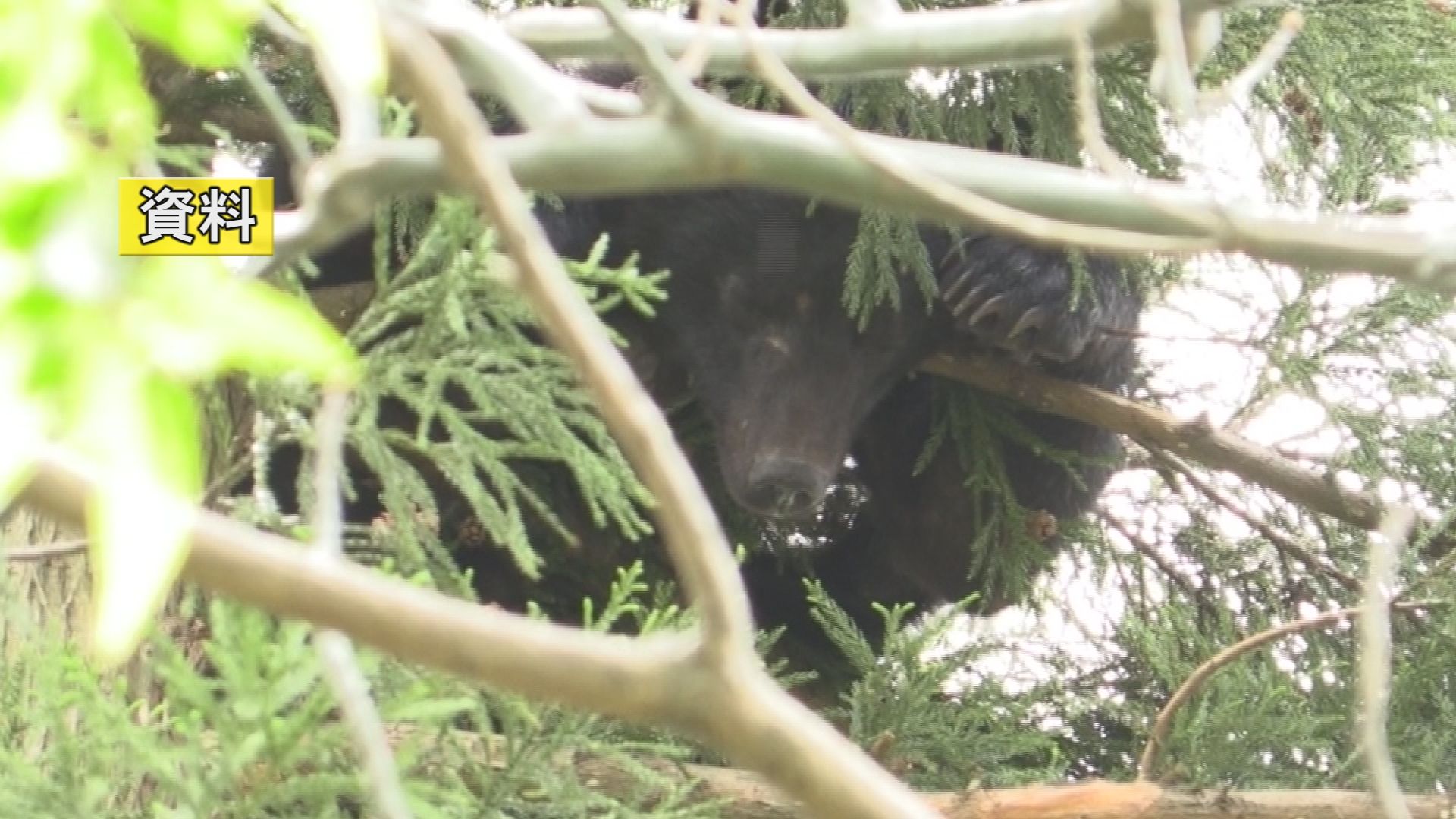 県が「クマ出没特別警報」 11月に人への被害増えるおそれも