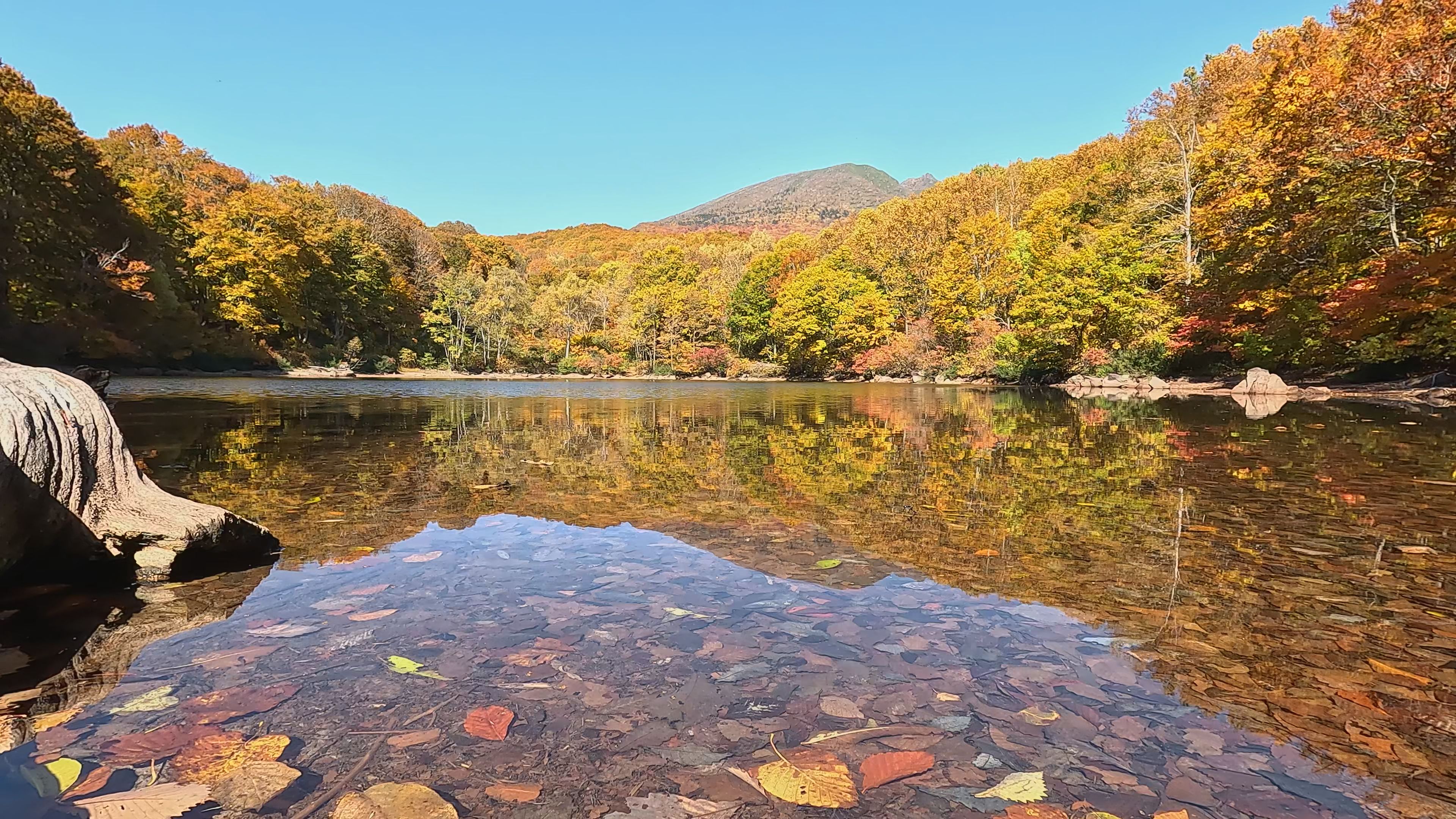 【動画】笹ヶ峰仙人池 紅葉リフレクション