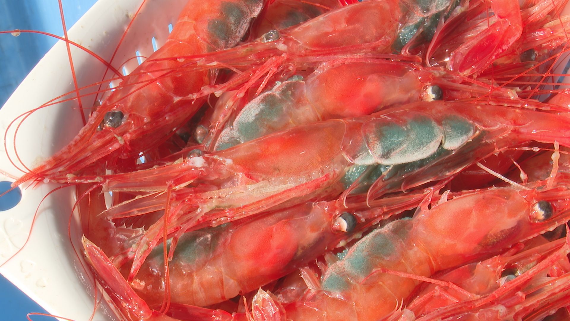 南蛮エビ漁 2週間遅れで始まる 原因は海水温の上昇か…