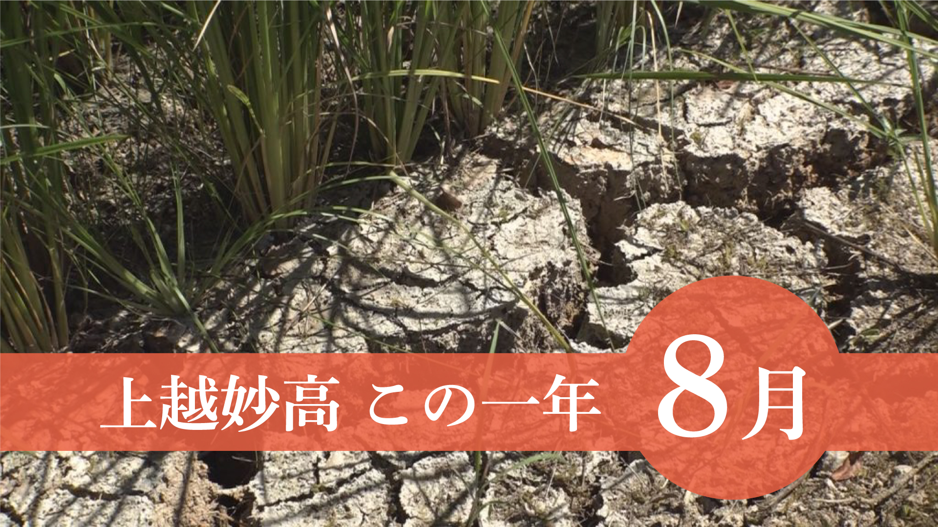 ＜上越妙高この一年＞8月…猛暑水不足、農業被害、謙信公祭の出陣行列中止