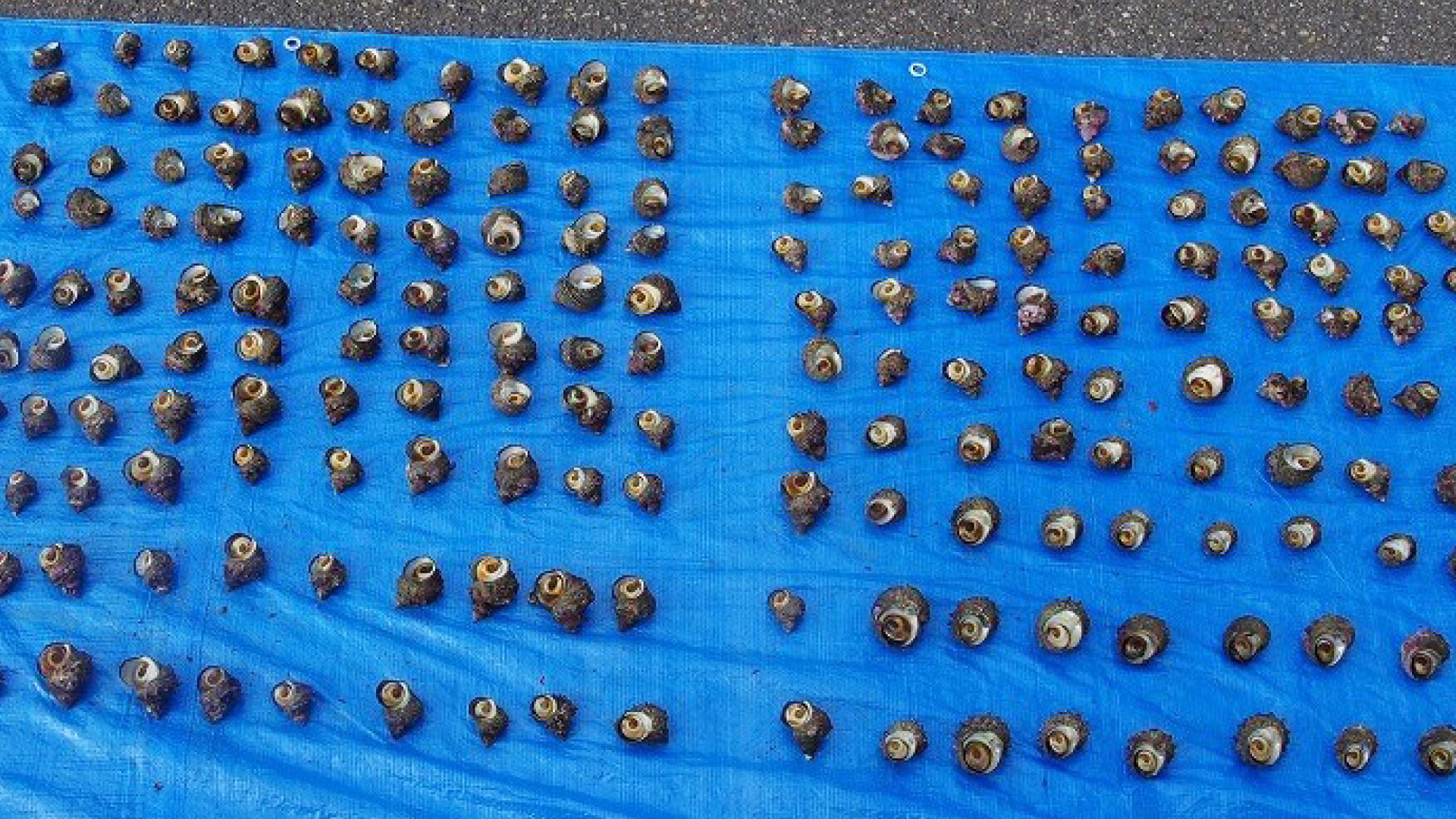 サザエ、カキ、アワビなど密漁 今年は28人検挙