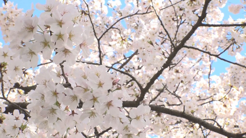 240229_サクラ開花予想