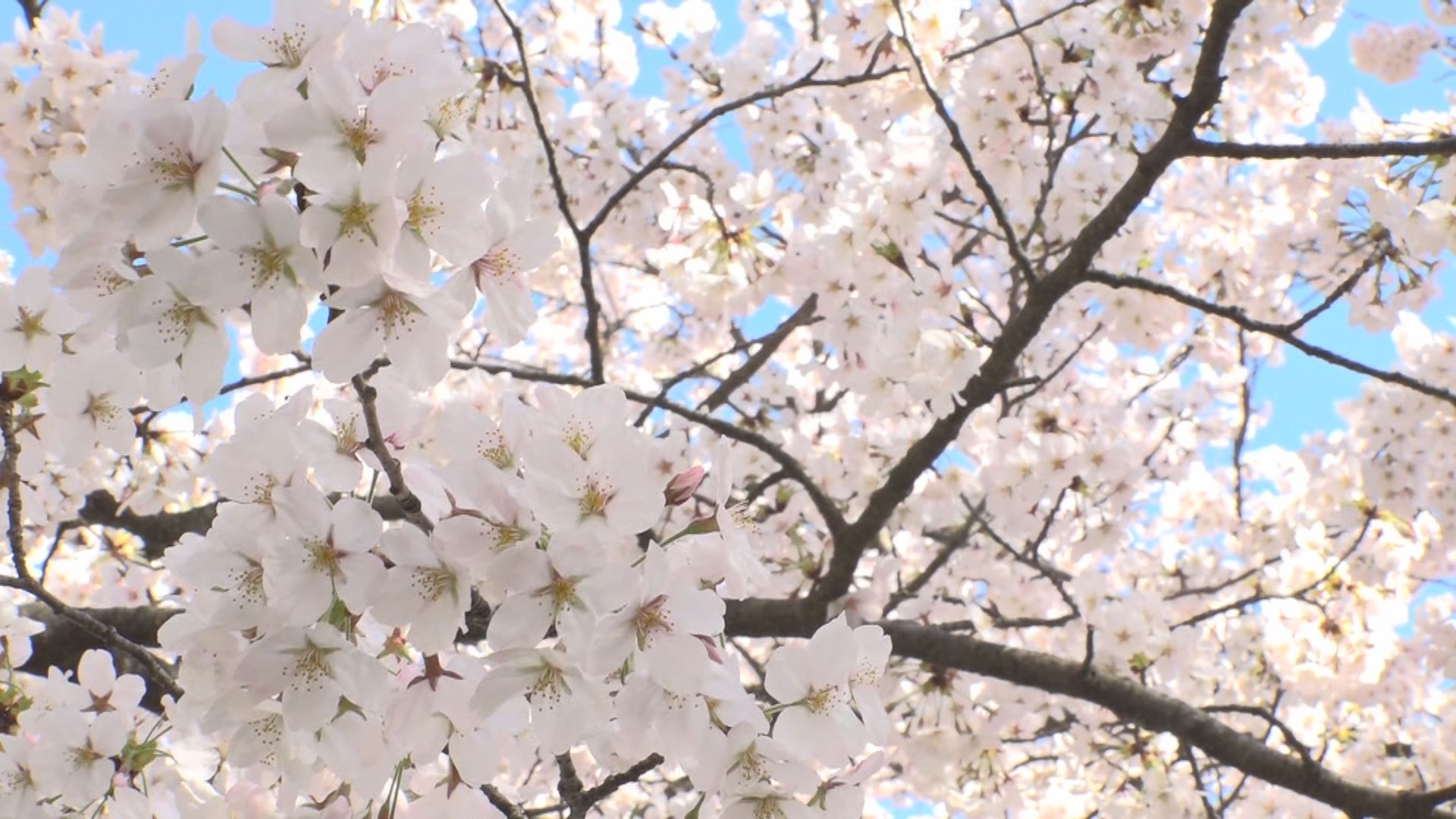 高田城址公園 サクラ開花予想日は4月5日 満開は4月10日