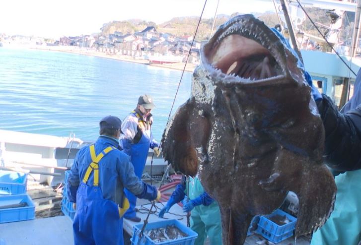 冬の味覚アンコウ 能生漁港で水揚げ最盛期