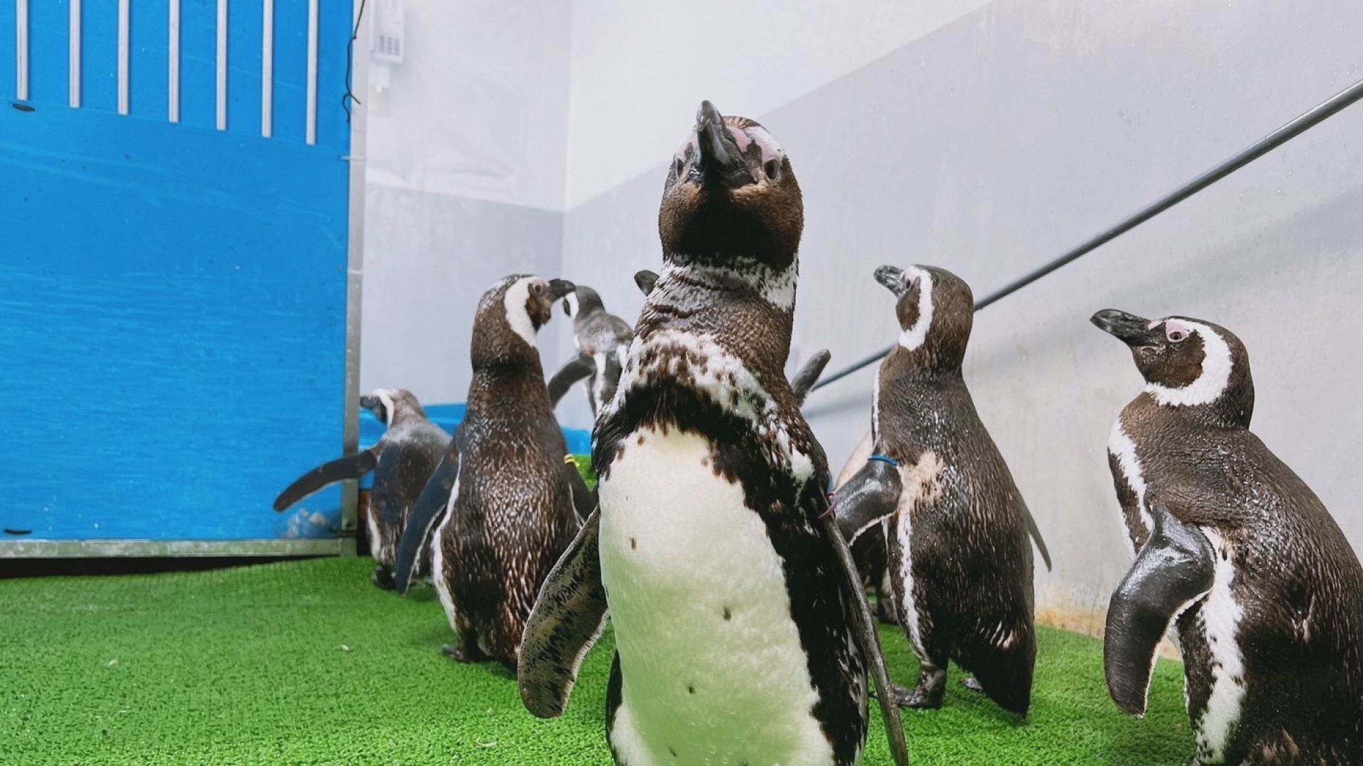 うみがたりで「のとじま水族館」のペンギン受け入れ