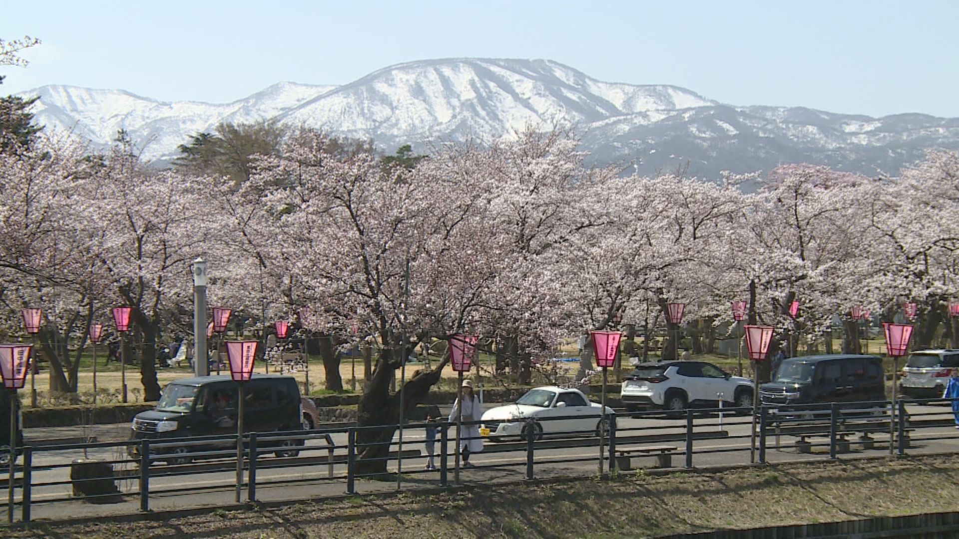 「観桜会」一部駐車場に予約サービス導入 会場周辺の空き駐車場も活用へ