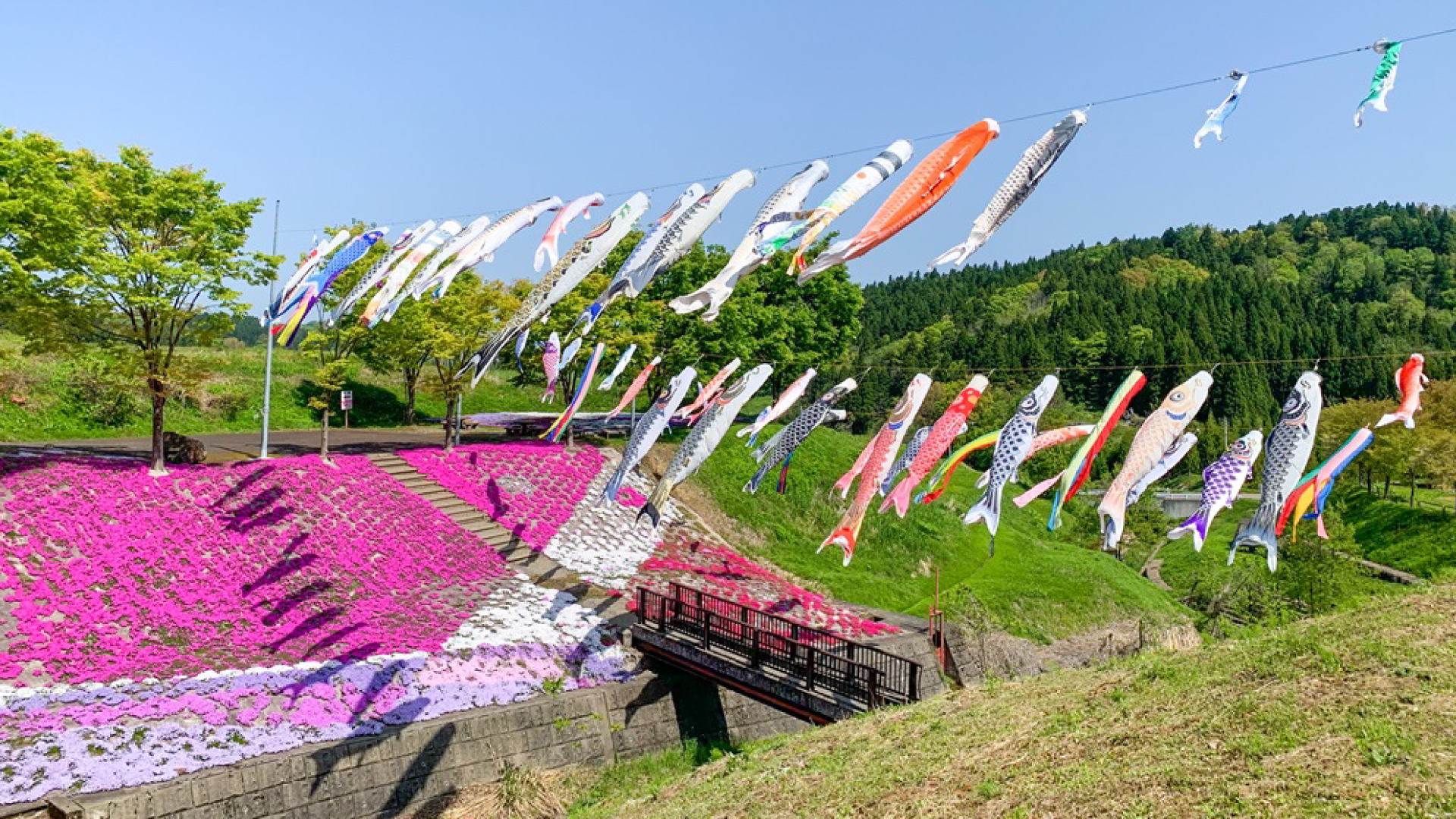 不要になった「こいのぼり」大募集！  板倉区「ゑしんの里 やすらぎ荘」
