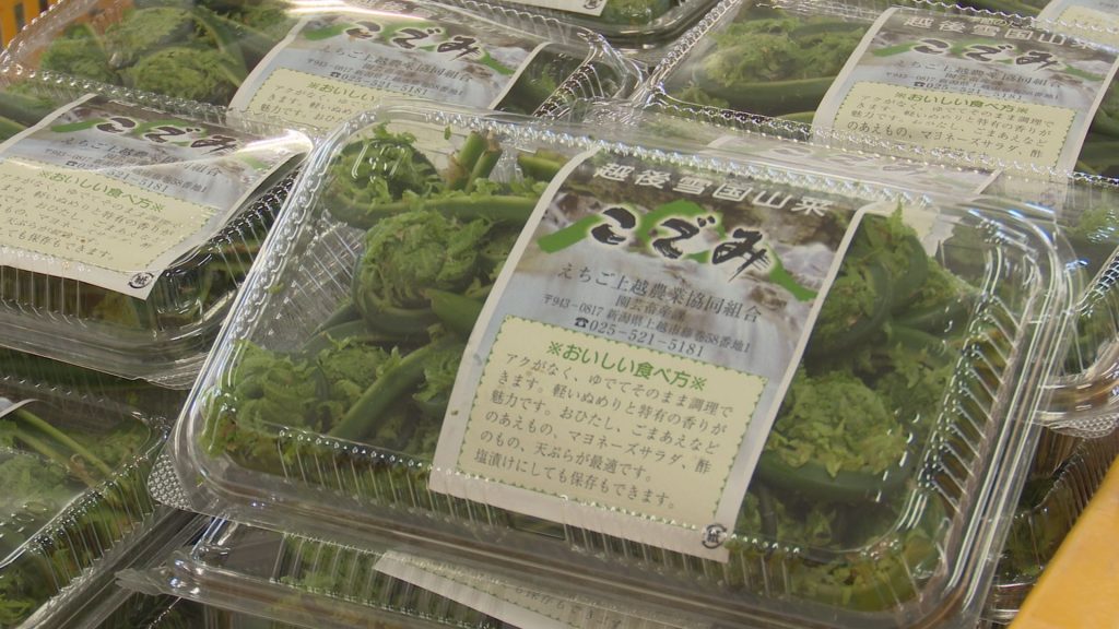 240415_山菜出荷