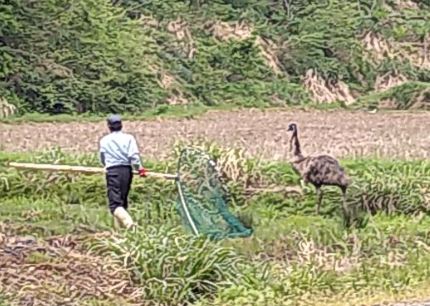 頸城区で目撃のエミュー 飼い主が捕獲