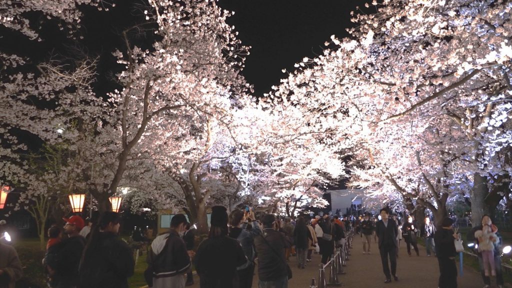 高田公園　ヨザクラ③00000000