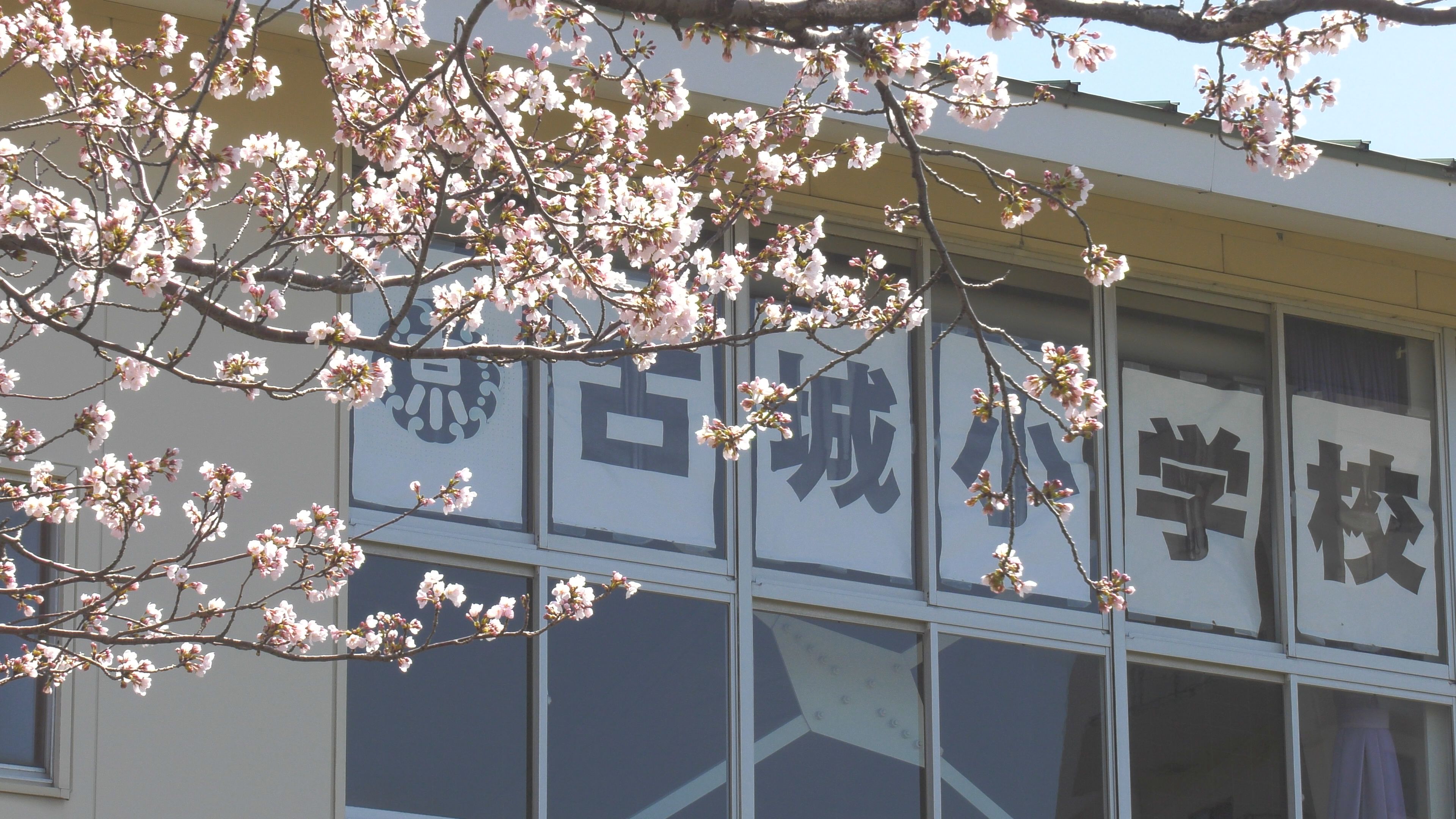 【動画】閉校の桜Ⅲ 子どもたちがいなくても