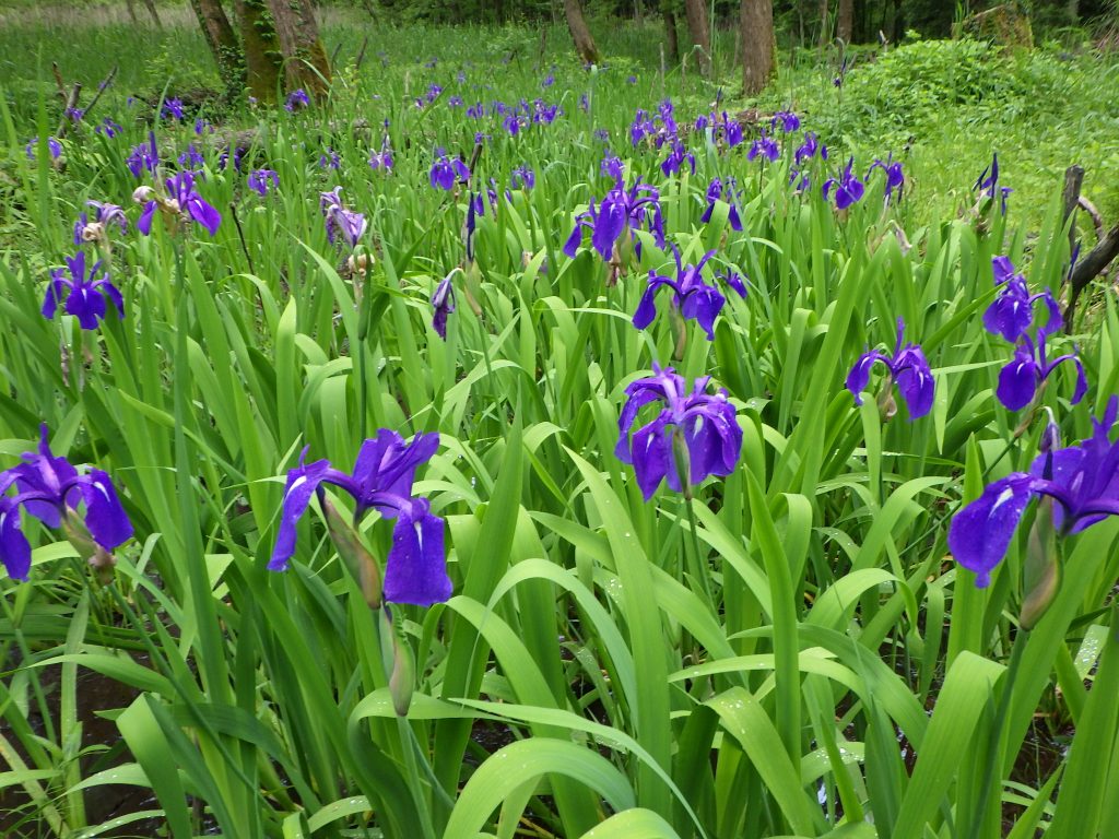 カキツバタ　花　2