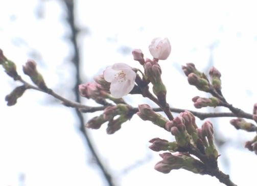 観桜会開幕から1週間 開花は3輪で宣言ならず