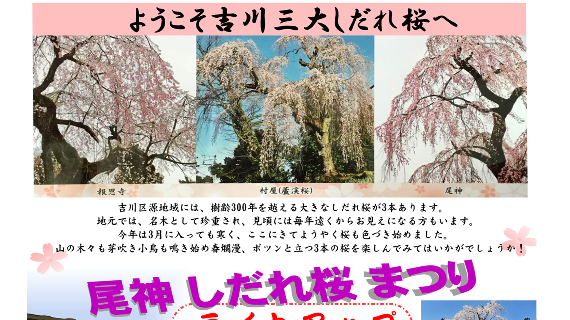 吉川三大しだれ桜をめでる「尾神しだれ桜まつり」ライトアップ7日(日)から