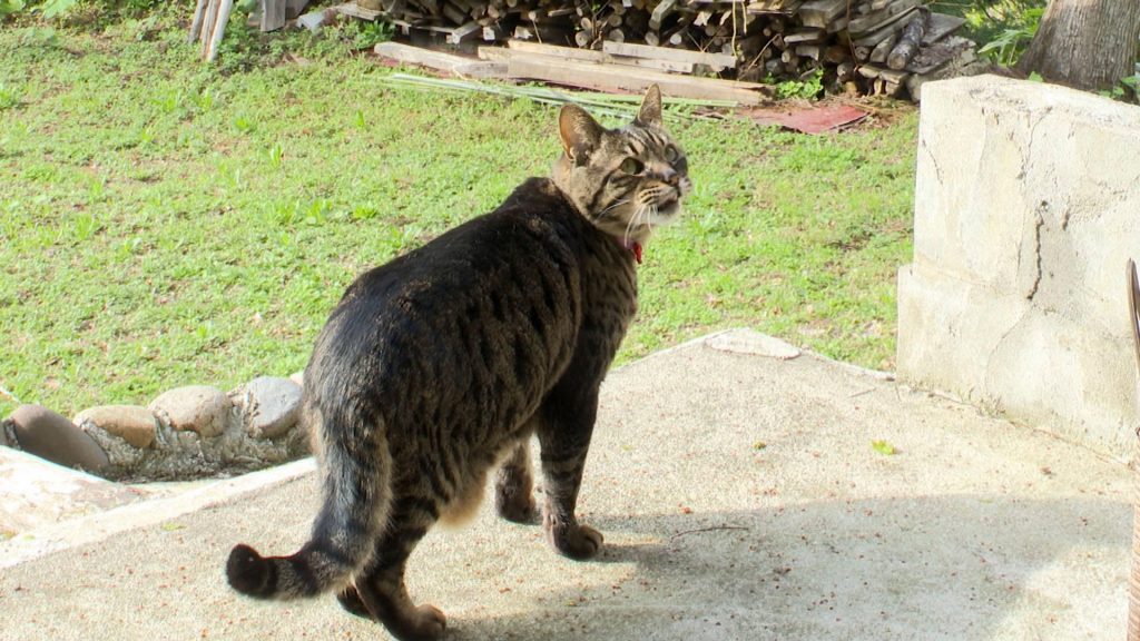 ホムサ（猫）