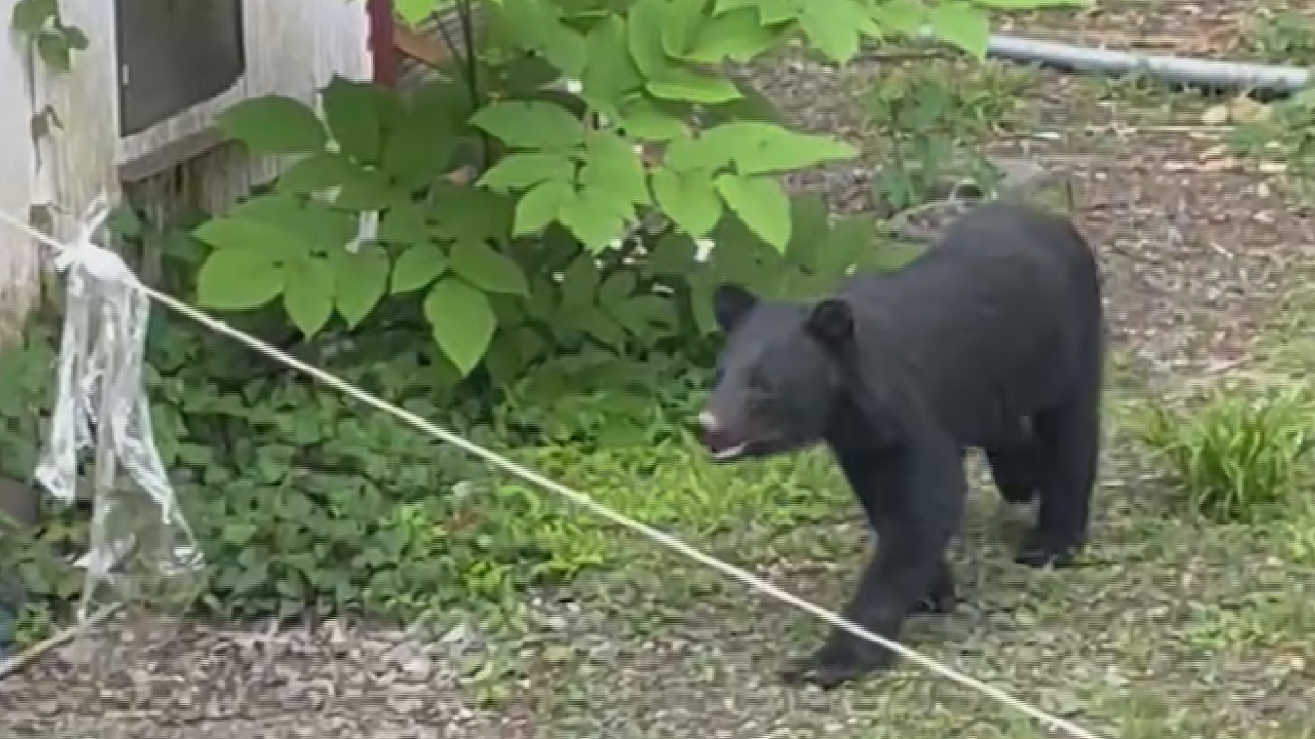 【動画】妙高市青田の民家敷地にクマ出没  ニワトリ襲う 住民にけがなし