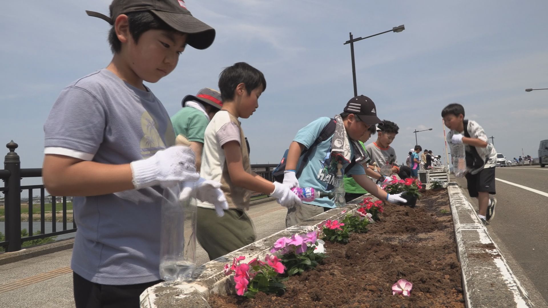 花で架け橋を「稲田むすぶプロジェクト」が中央橋で苗植え