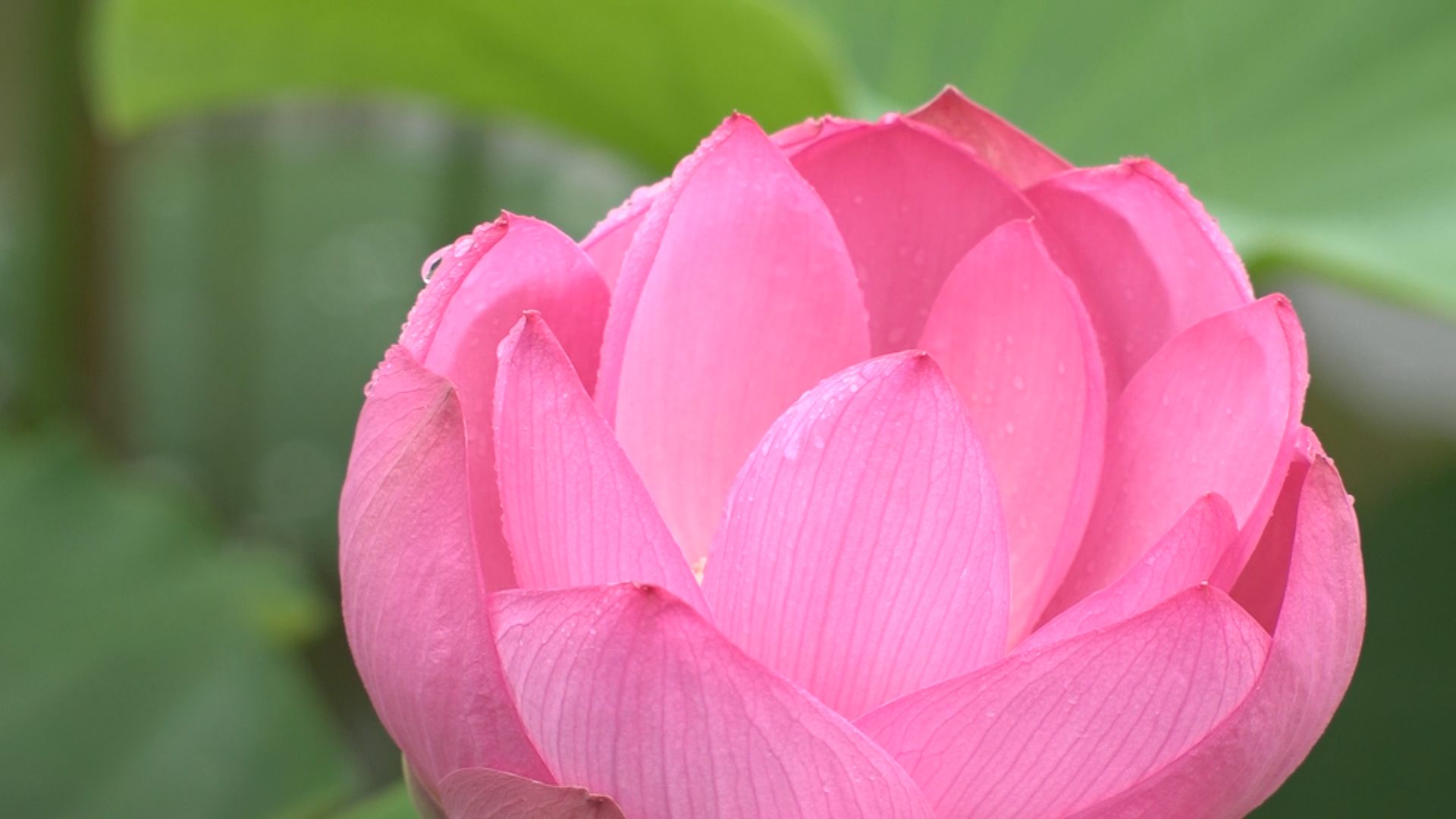 東洋一 高田城址公園のハス開花 去年より2日早く開花