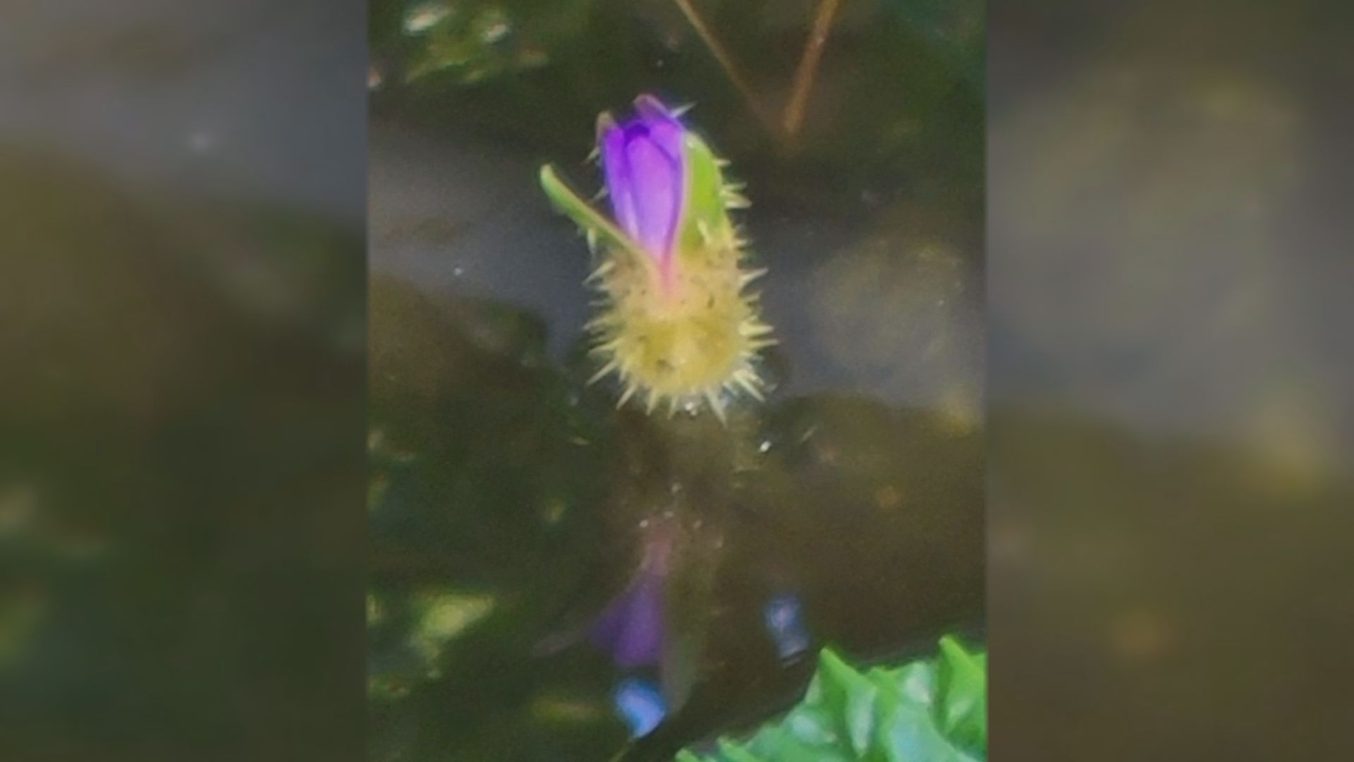 美守小学校 国の絶滅危惧種「オニバス」開花！