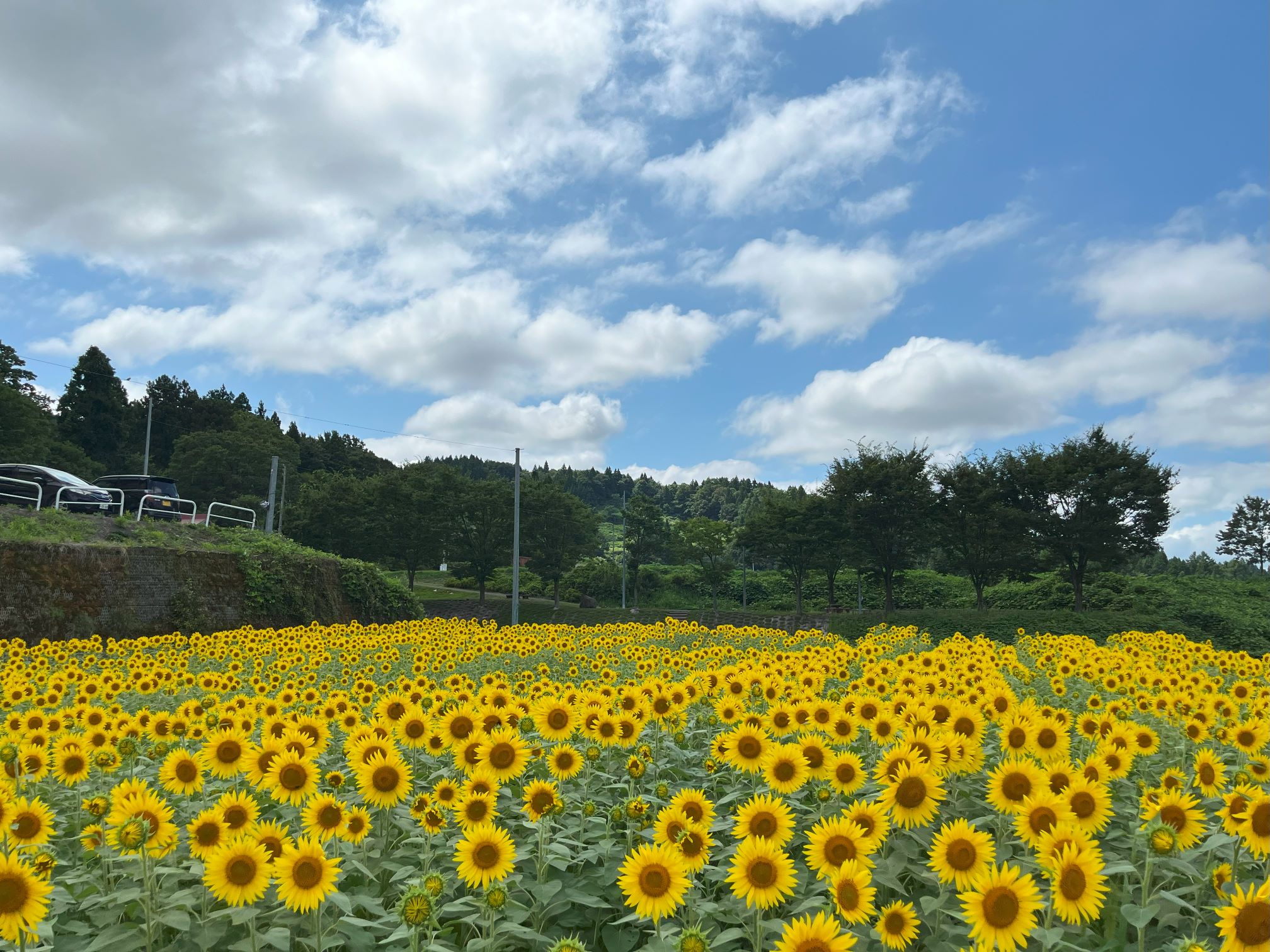 板倉区やすらぎ荘周辺 休耕田活用したヒマワリ畑 見ごろ！