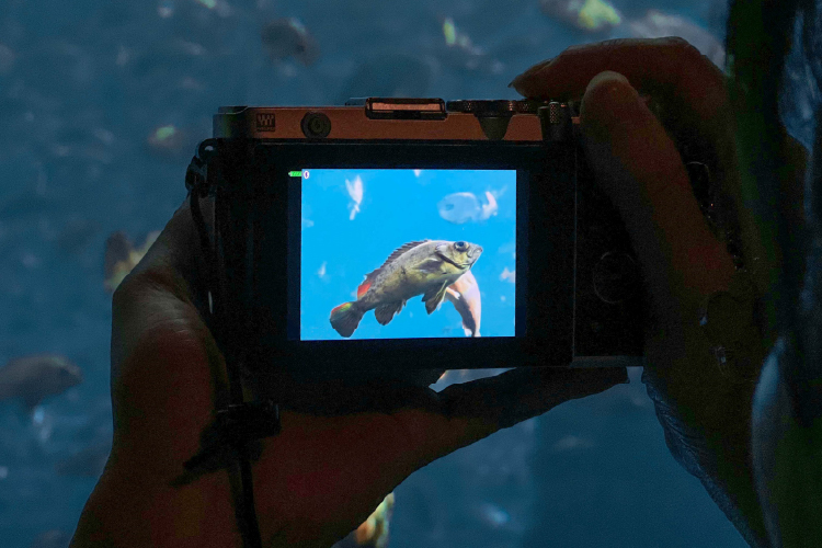 大人の趣味に没頭！うみがたりでカメラナイト水族館  28日（土）夕方から