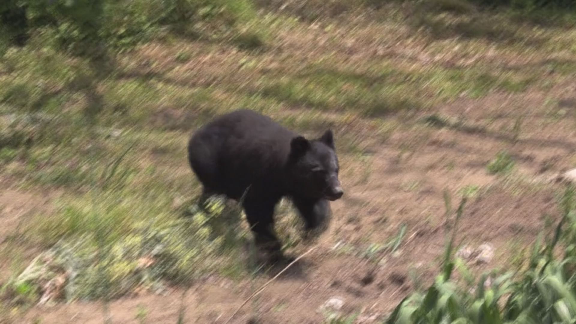 今秋ブナの実  全県で【不作】 里山付近でのクマ出没の可能性も