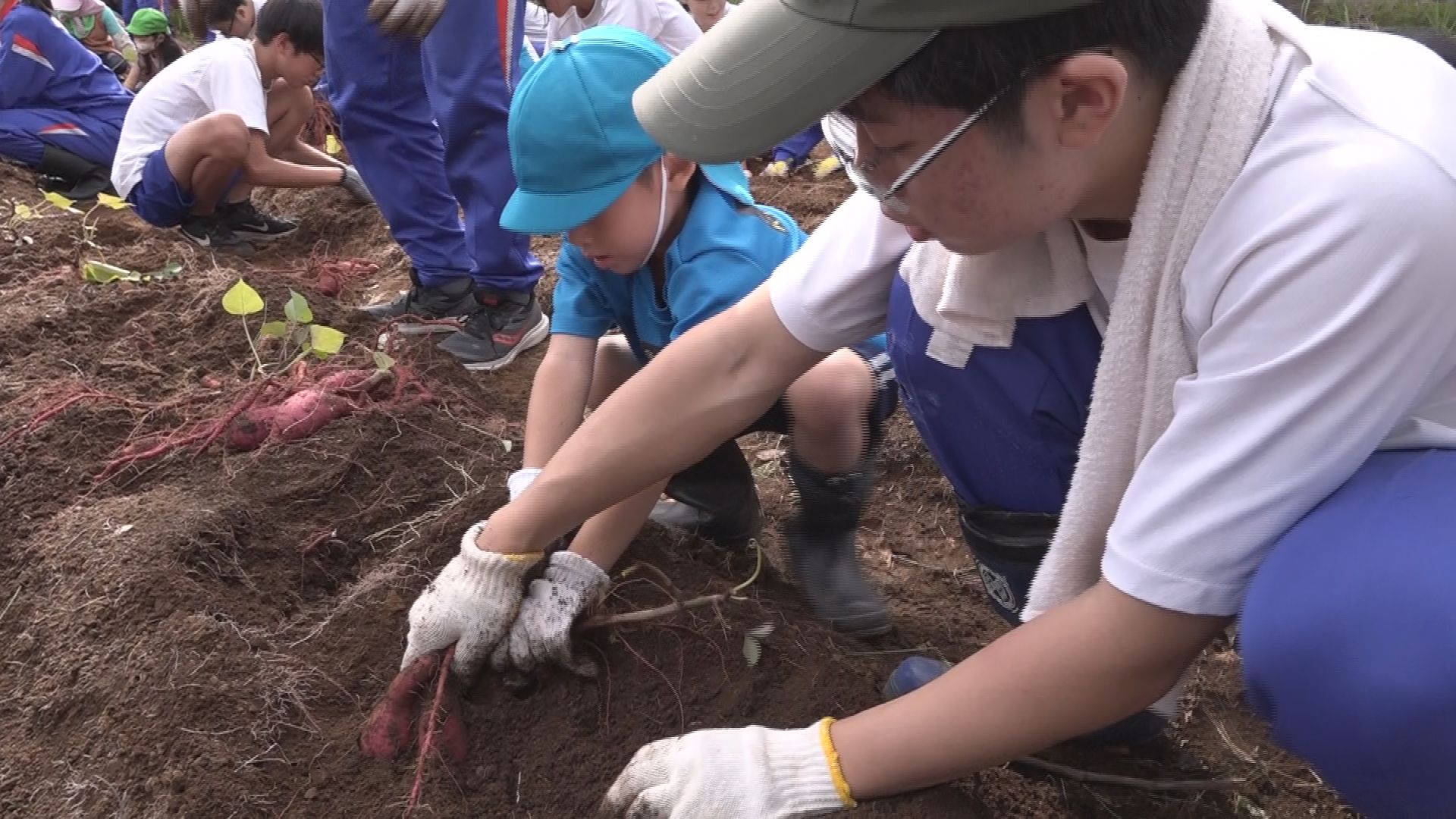 お芋掘ったどぉ～！清里中の生徒 地域の人や園児とサツマイモの収穫