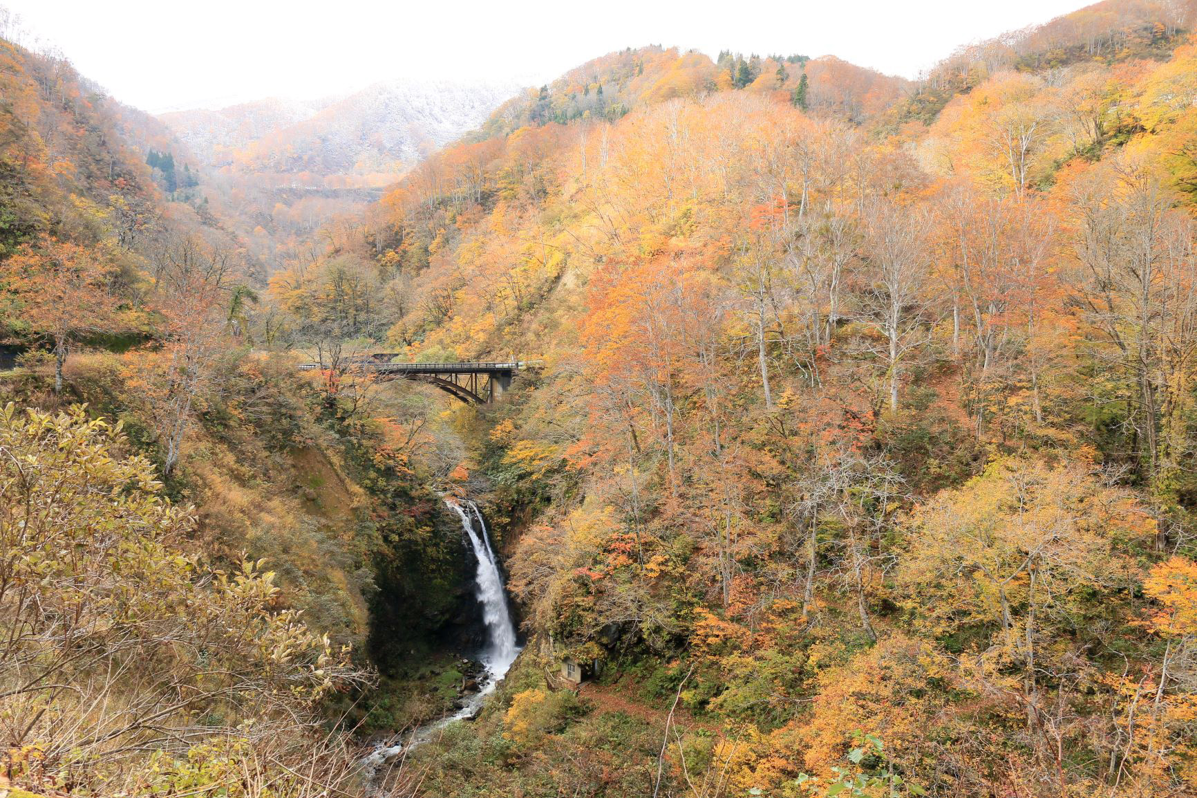 ＜紅葉情報2024＞上越妙高地域の最新の紅葉情報をお伝えします！8日(金)撮影