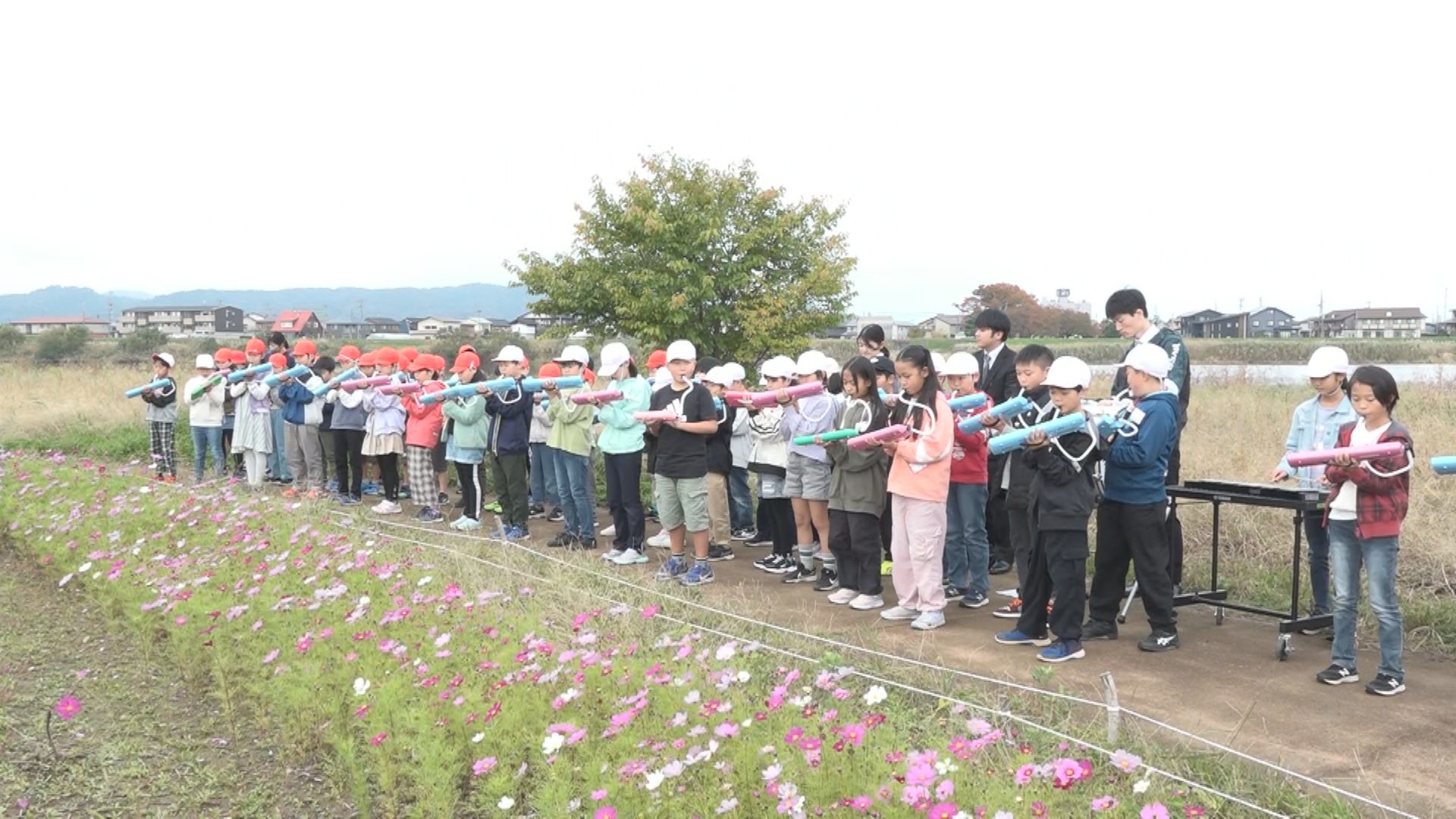 現在5分咲き 関川コスモス畑でコンサート♪ 春日新田小4年生