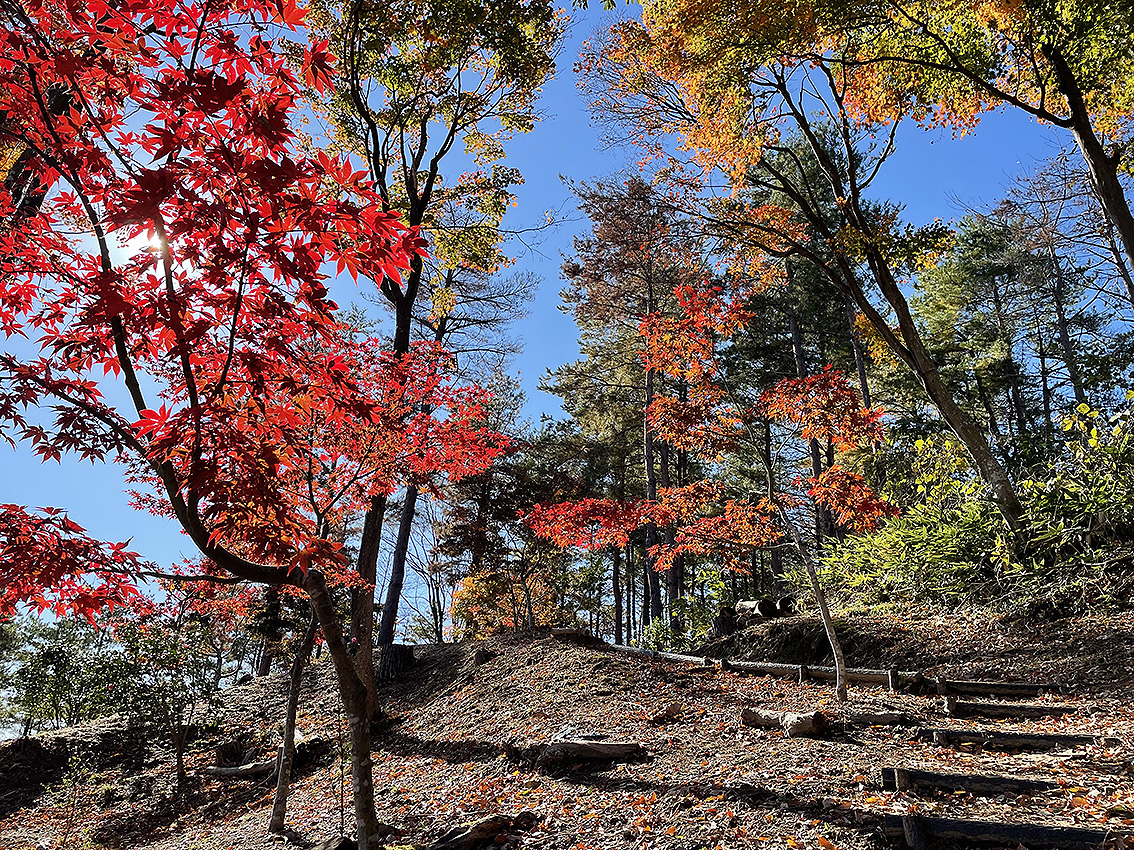 ＜紅葉情報2024＞上越妙高地域の最新の紅葉情報をお伝えします！21日(木)撮影