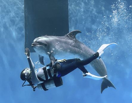 うみがたり冬のイルカショー「Art or Dolphin」18日(月)からスタート！
