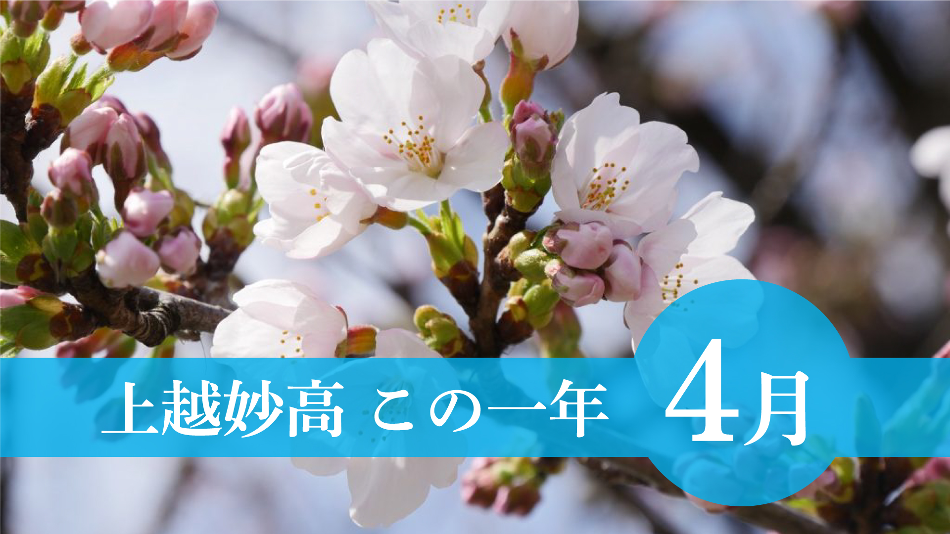 ＜上越妙高この一年＞4月 観桜会、東頸中開校、夏日、上越市議選挙…