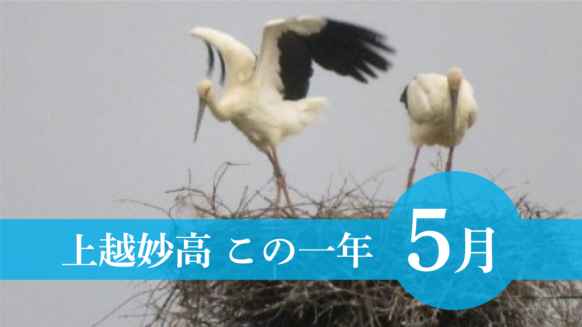 ＜上越妙高この一年＞5月  田植え猛暑対策、コウノトリふ化、鉄製ふた盗まれる被害…