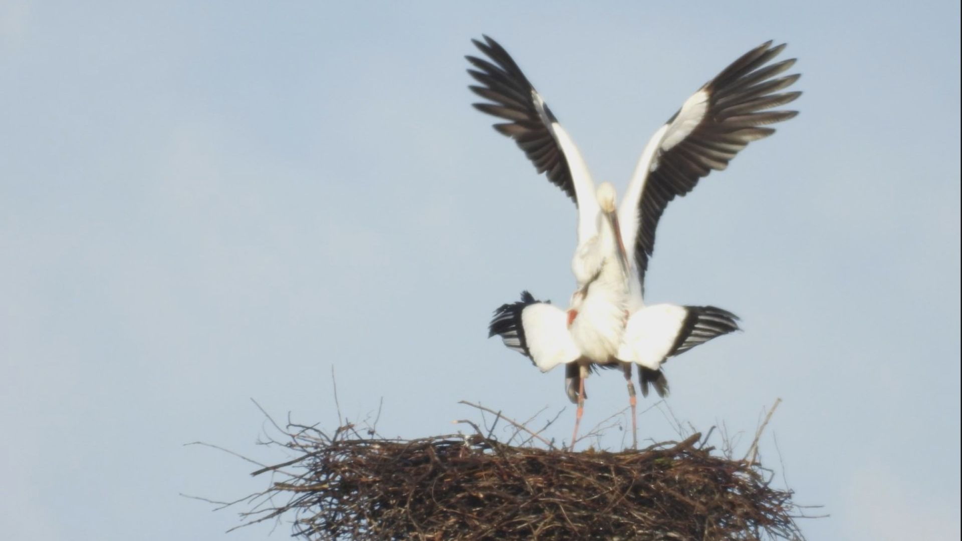 上越市吉川区 コウノトリ交尾か？ 2年連続の繁殖に期待　