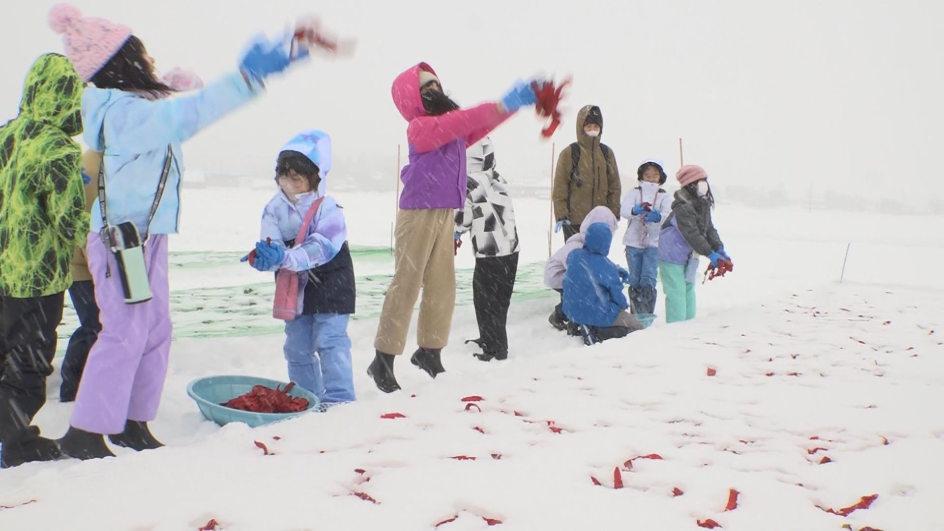 雪の力で「おいしくなーれ！」新井中央小学校トウガラシの雪さらし体験