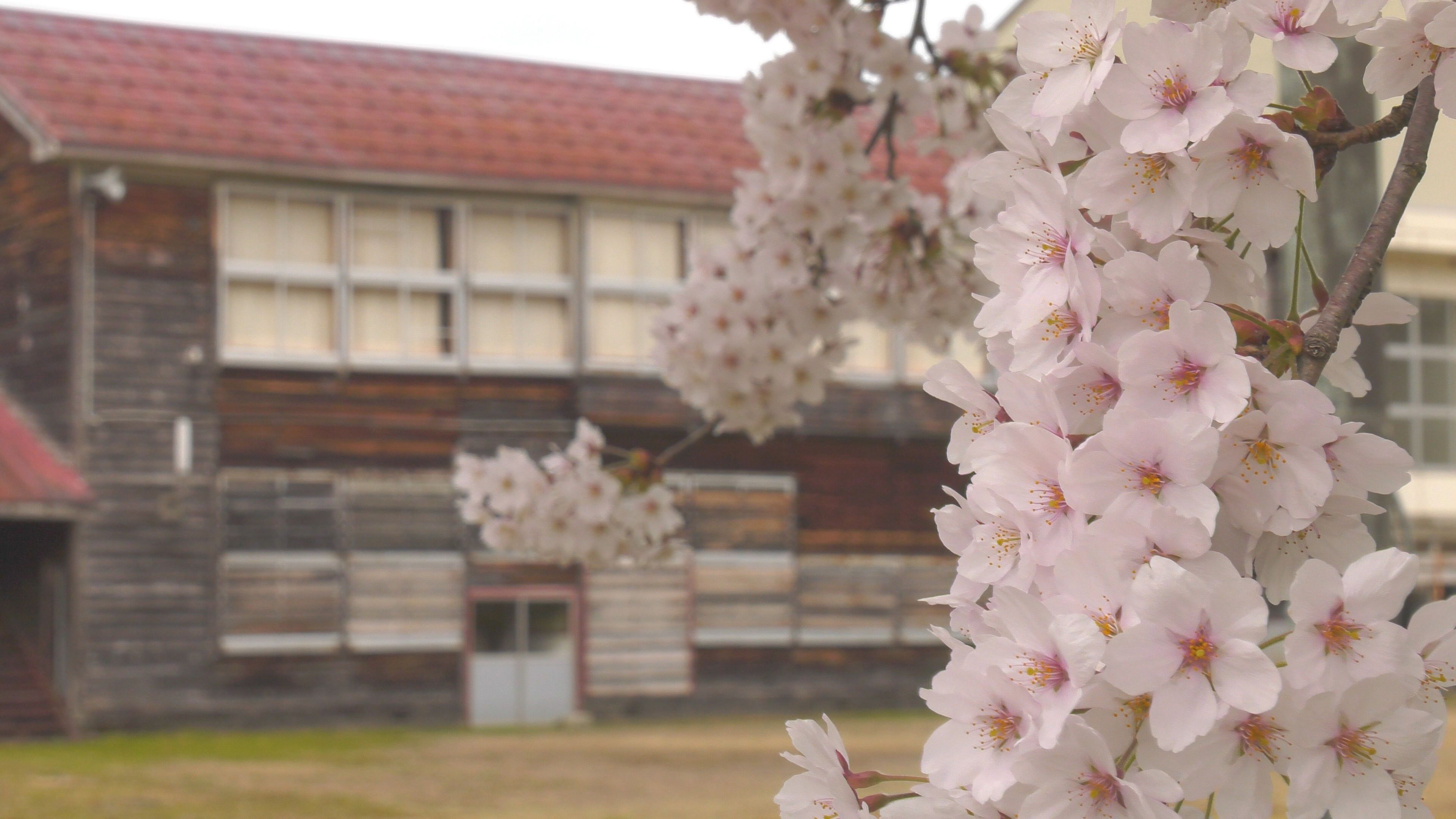 【動画】閉校の桜Ⅳ こどもたちがいなくても