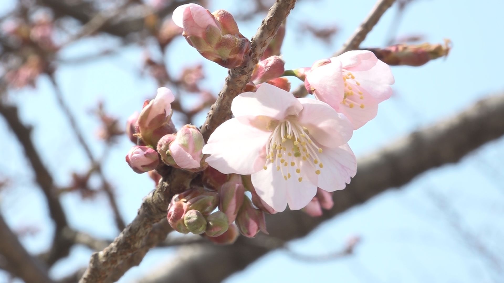 高田は今年一番の暖かさ 最高気温22.5度  高田城址公園ウスカンザクラ咲き始める