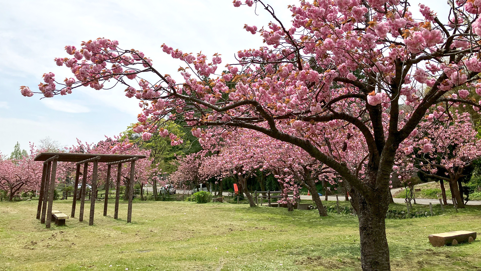 GWはお花見！五智公園周辺の八重桜が見ごろ