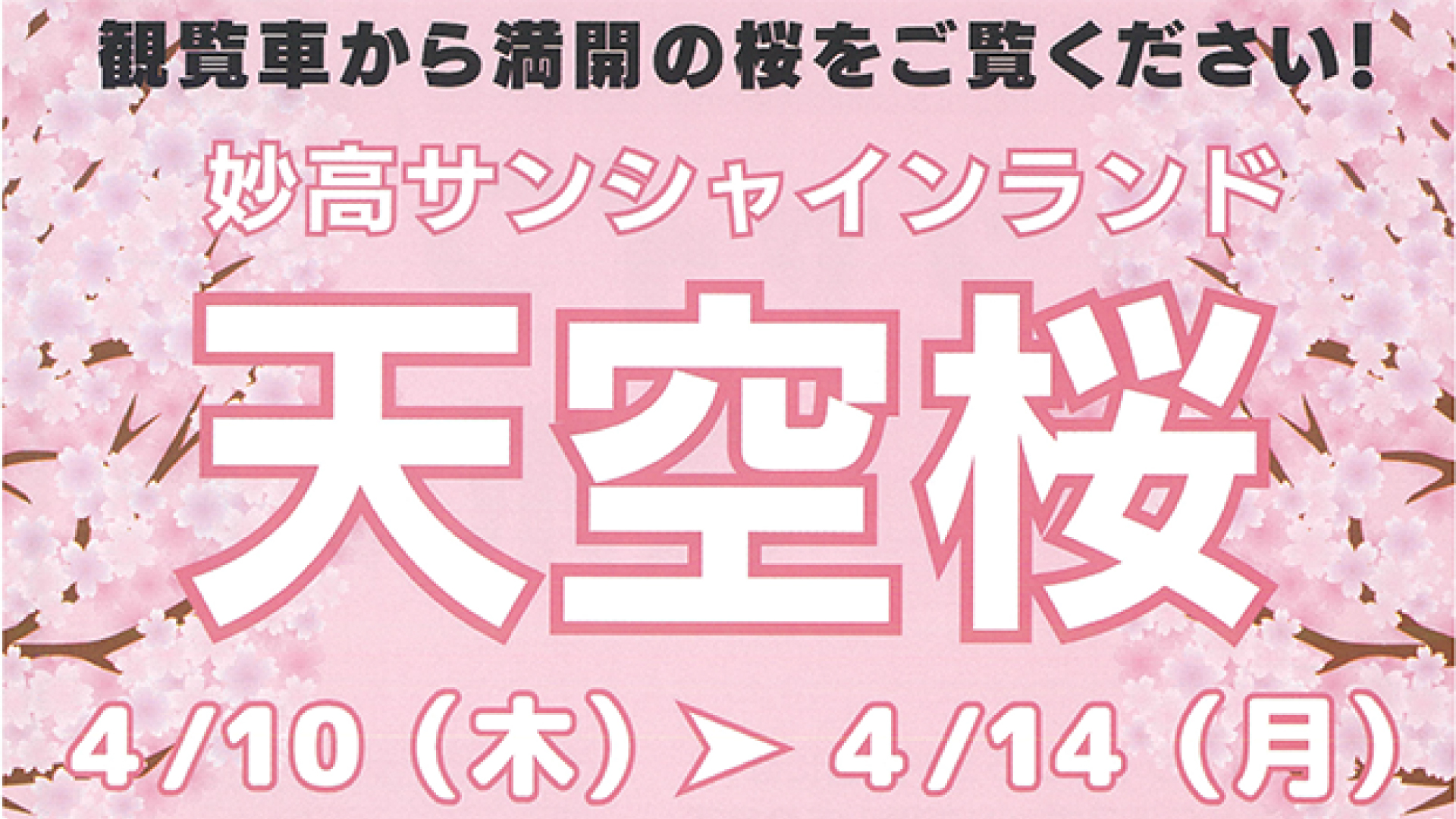 高さ50ｍ 観覧者に乗ってお花見！「天空桜」14日(月)まで