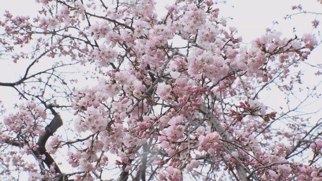 Still0401_00005