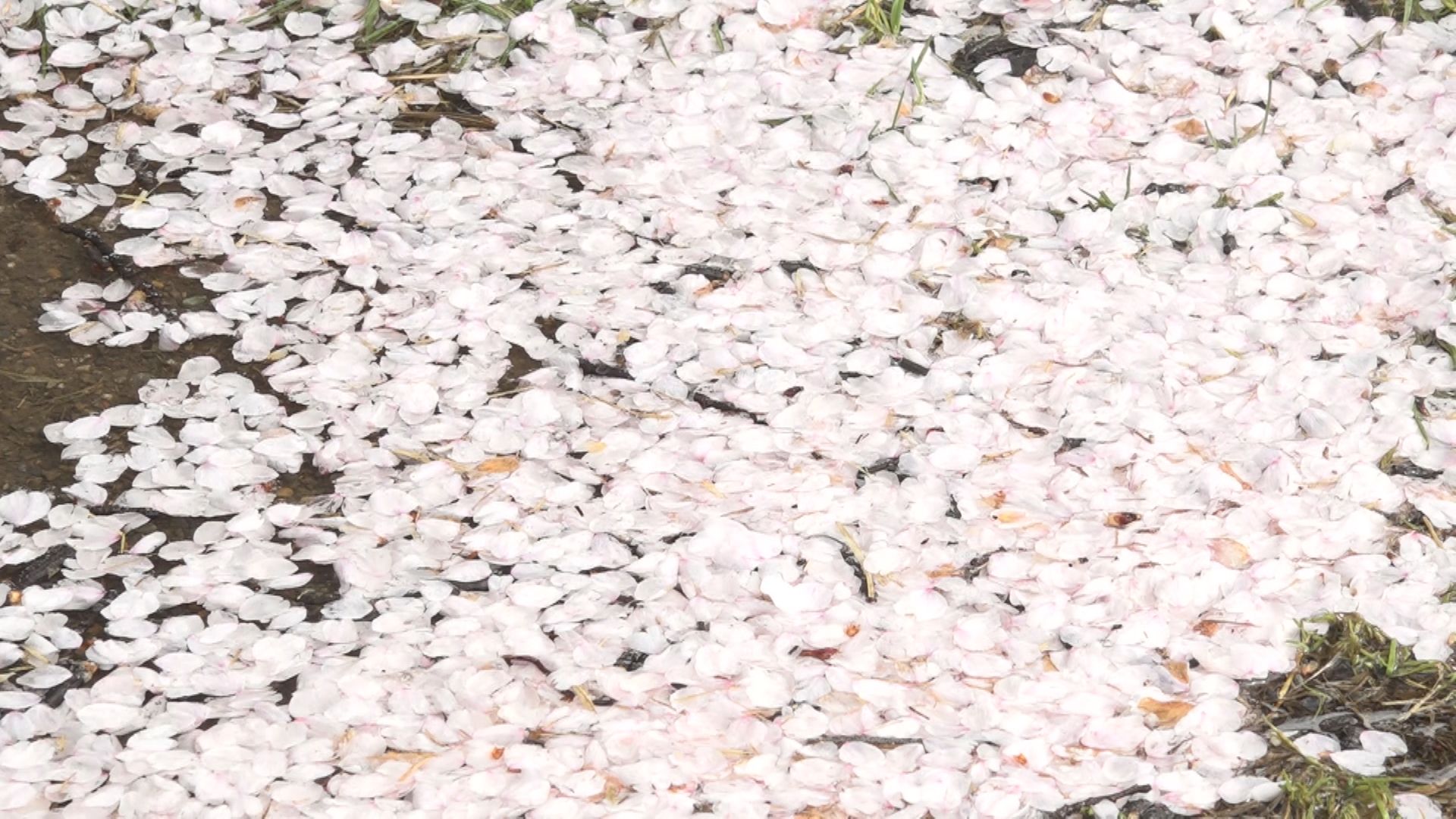 大気 非常に不安定で風強まるおそれ 16日(水)夕方にかけて